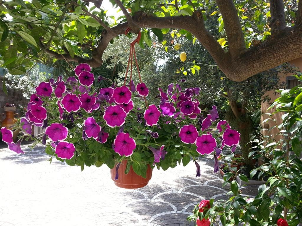 ميتا Villa Pollio المظهر الخارجي الصورة
